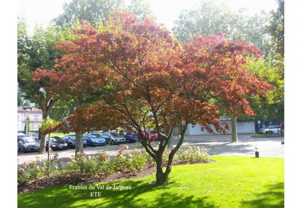 Acer palmatum 'Atropurpureum'