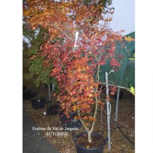 Acer palmatum 'Deshojo'