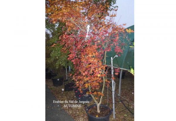 Acer palmatum 'Deshojo'