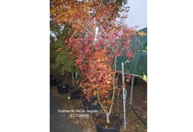 Acer palmatum ‘Deshojo’