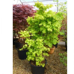 Acer palmatum 'Orange Dream'