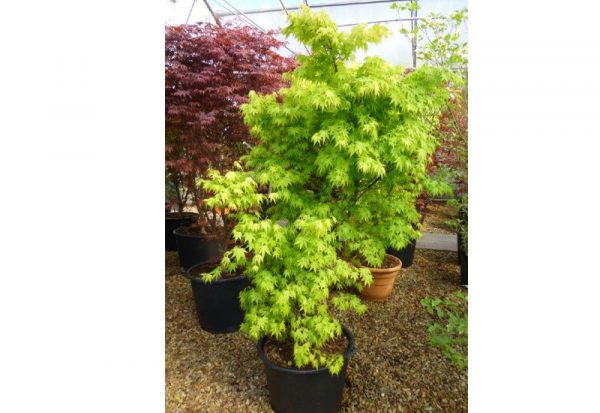 Acer palmatum 'Orange Dream'