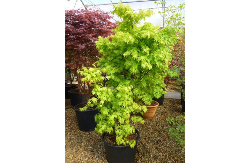 Acer palmatum ‘Orange Dream’