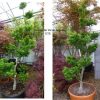 Acer palmatum 'Shishigashira' Ã©tÃ©