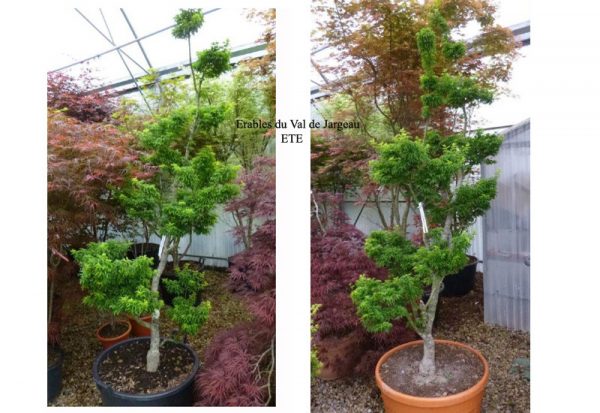 Acer palmatum 'Shishigashira' Ã©tÃ©