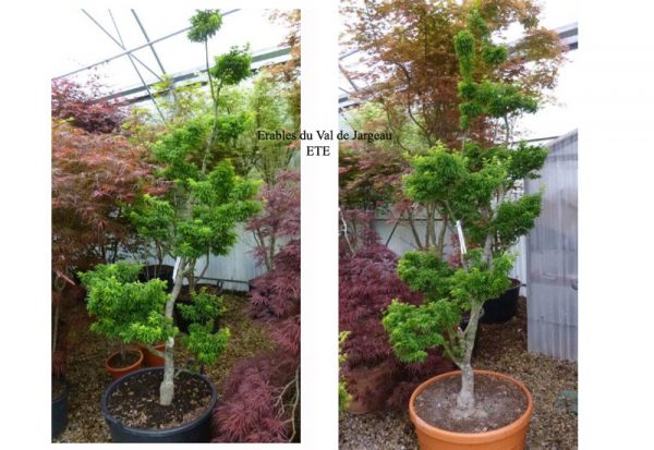 Acer palmatum 'Shishigashira' été