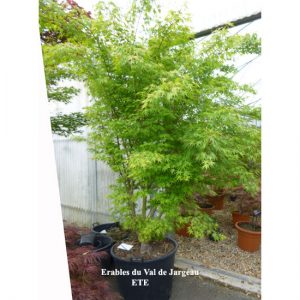 Acer palmatum 'Arakawa'