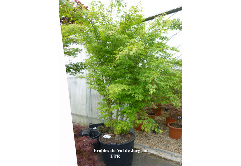 Acer palmatum ‘Arakawa’
