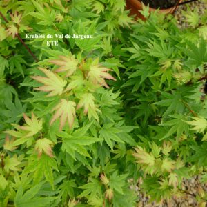 Acer palmatum 'Berry Broom'