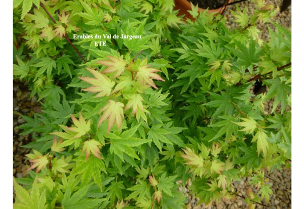 Acer palmatum 'Berry Broom'