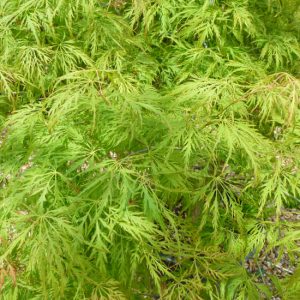 Acer palmatum dissectum Green Globe