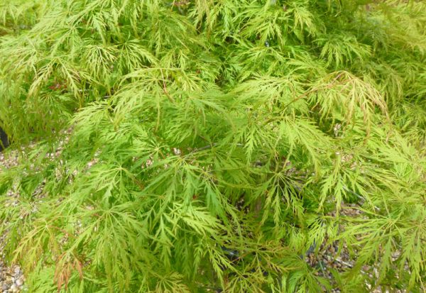 Acer palmatum dissectum Green Globe