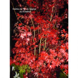 Acer palmatum 'Fireglow'