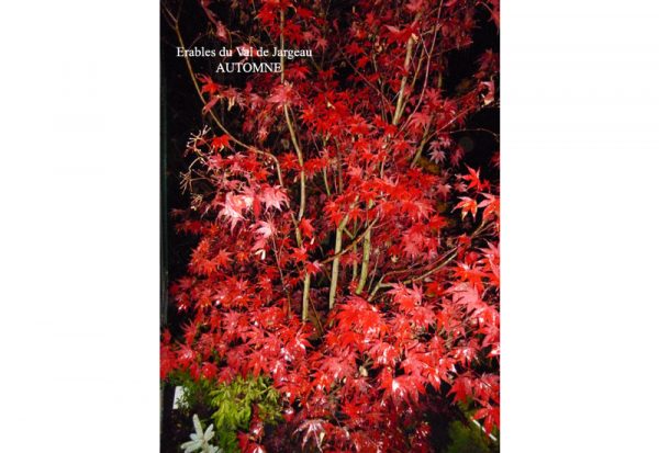 Acer palmatum 'Fireglow'