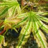 Acer palmatum 'Higasa Yama'
