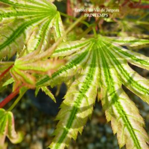 Acer palmatum 'Higasa Yama'