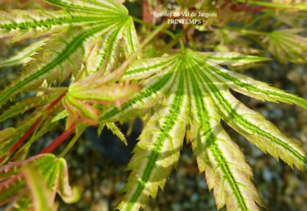 Acer palmatum 'Higasa Yama'