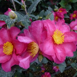 Camelia sasanqua Hiryu