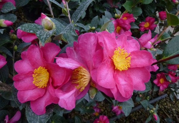 Camelia sasanqua Hiryu