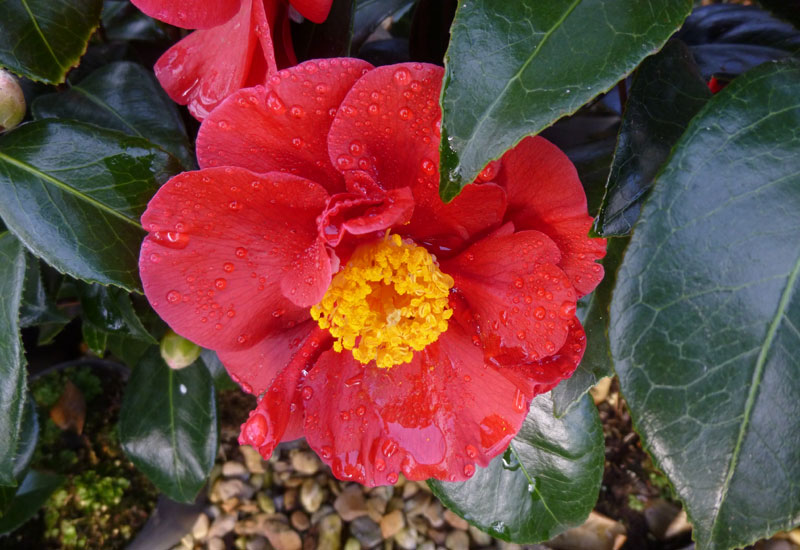 Camelia japonica ‘San Dimas’