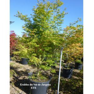 Acer palmatum 'Elegans'