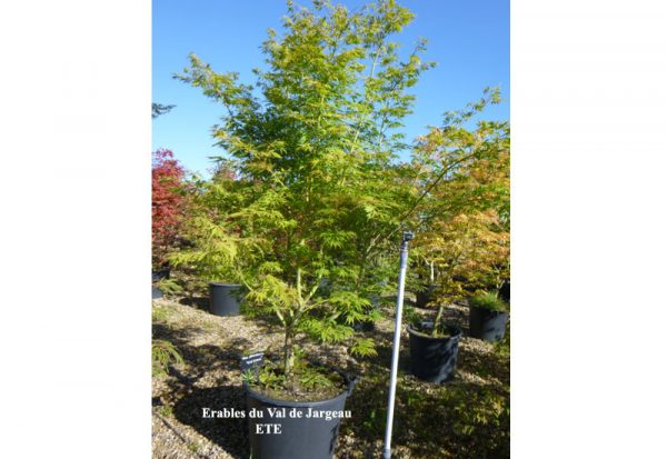 Acer palmatum 'Elegans'