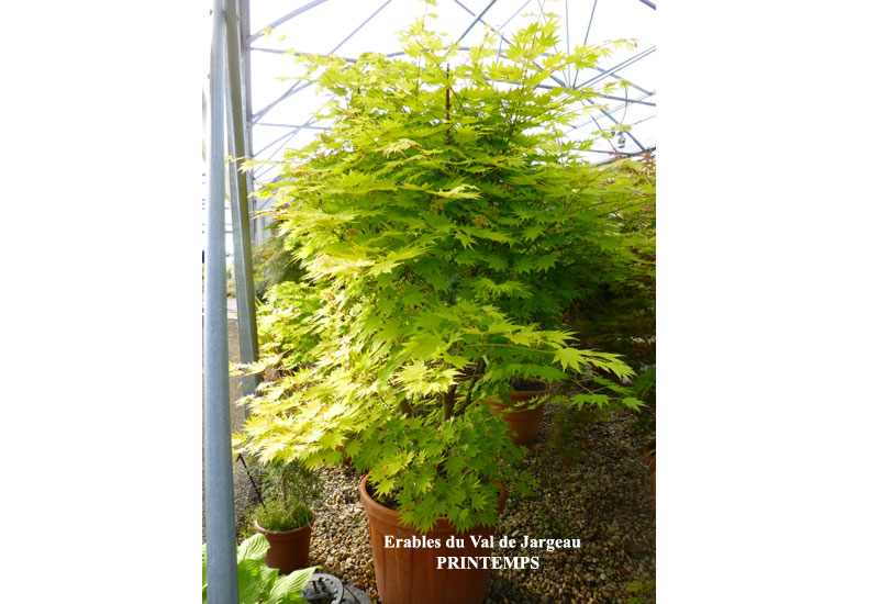 Acer shirasawanum ‘Jordan’