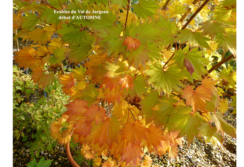 Acer shirasawanum ‘Aureum’