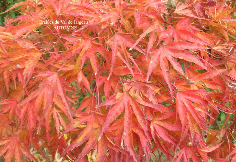 Acer palmatum ‘Kamagata’