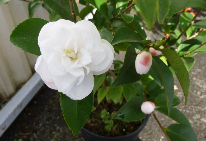 Camelia champêtre campestris 'Cinnamon Cindy' - Erable du Val de Jargeau