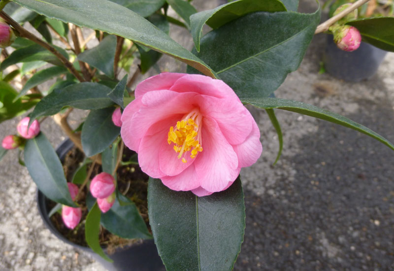 Camelia champêtre campestris 'Spring Festival' - Erable du Val de Jargeau