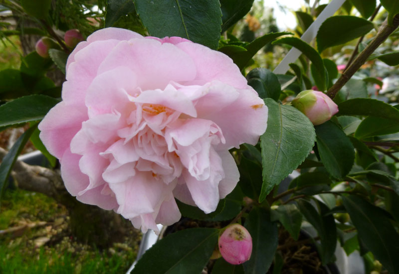 Camelia champêtre campestris 'Sweet Emily Kate' - Erable du Val de Jargeau