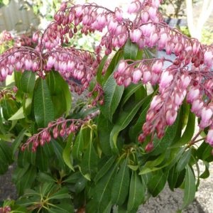 Pieris japonica 'Katsura'