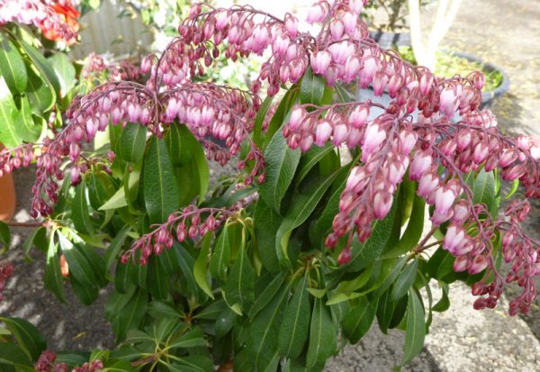 Pieris japonica 'Katsura'