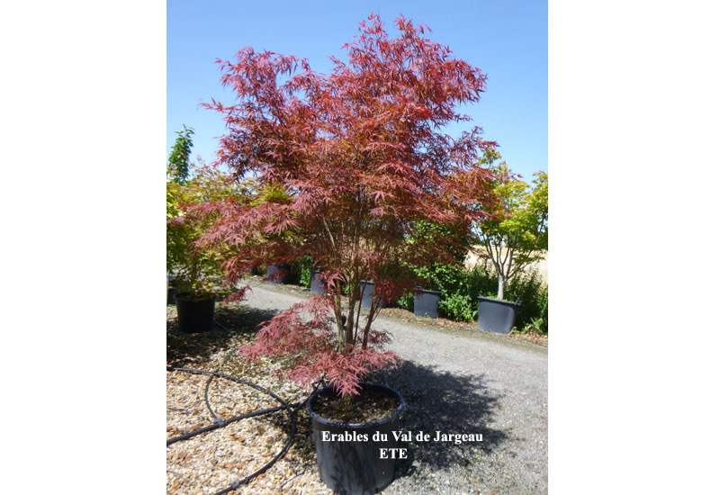 Acer palmatum ‘Atrolineare’
