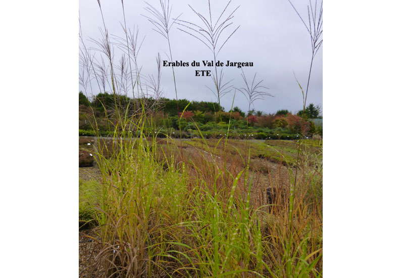 Miscanthus sinensis ‘Zebrinus’