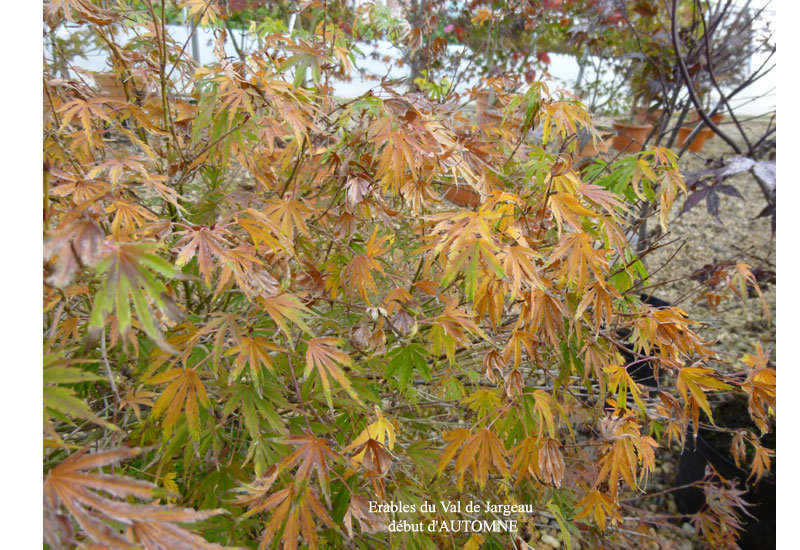Acer palmatum ‘Okina’