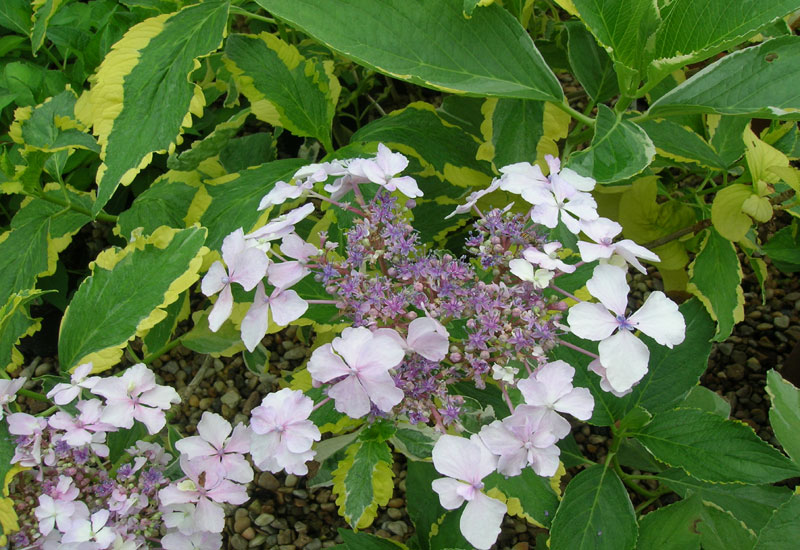 Hydrangea macrophylla ‘Pirates Gold’