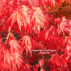 Acer palmatum 'Chitose Yama'