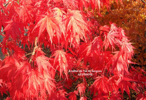 Acer palmatum 'Chitose Yama'