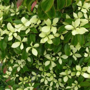 Cornus Hongkongensis