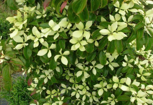 Cornus Hongkongensis