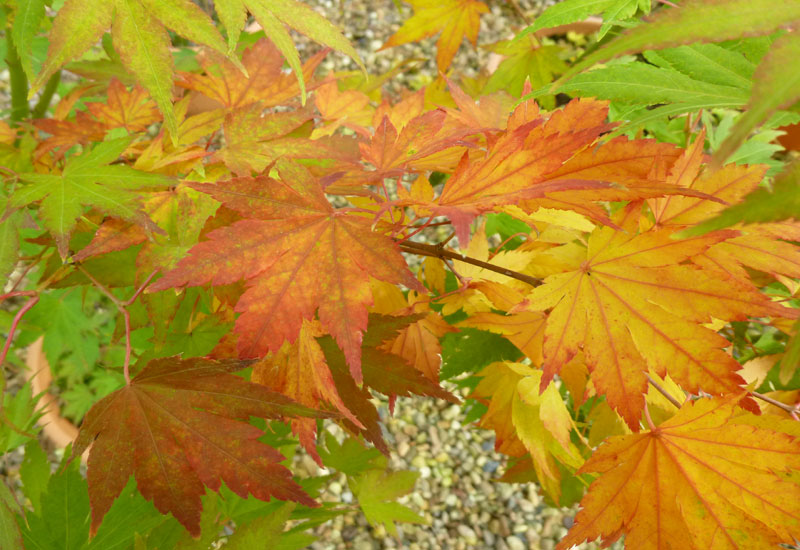 Acer palmatum ‘Aureum’