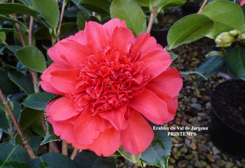 Camelia japonica ‘Volcano’