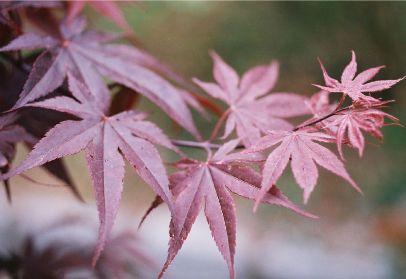 Acer palmatum ‘Bloodgood’