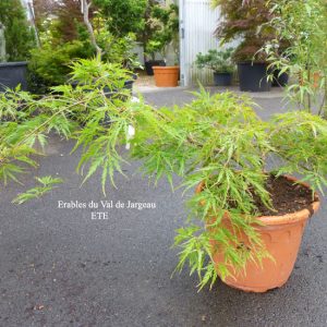 Acer palmatum dissectum 'Birthday Wishes'