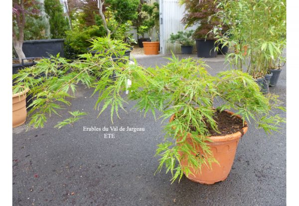 Acer palmatum dissectum 'Birthday Wishes'