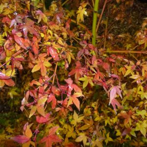 Acer palmatum 'Little Princess'