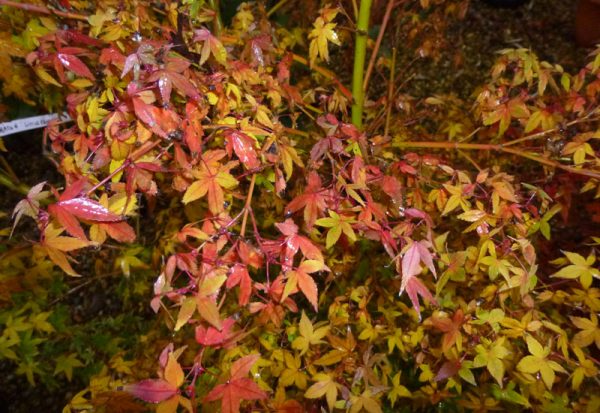 Acer palmatum 'Little Princess'