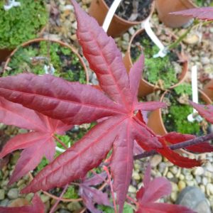 Acer palmatum 'Peve Starfish'